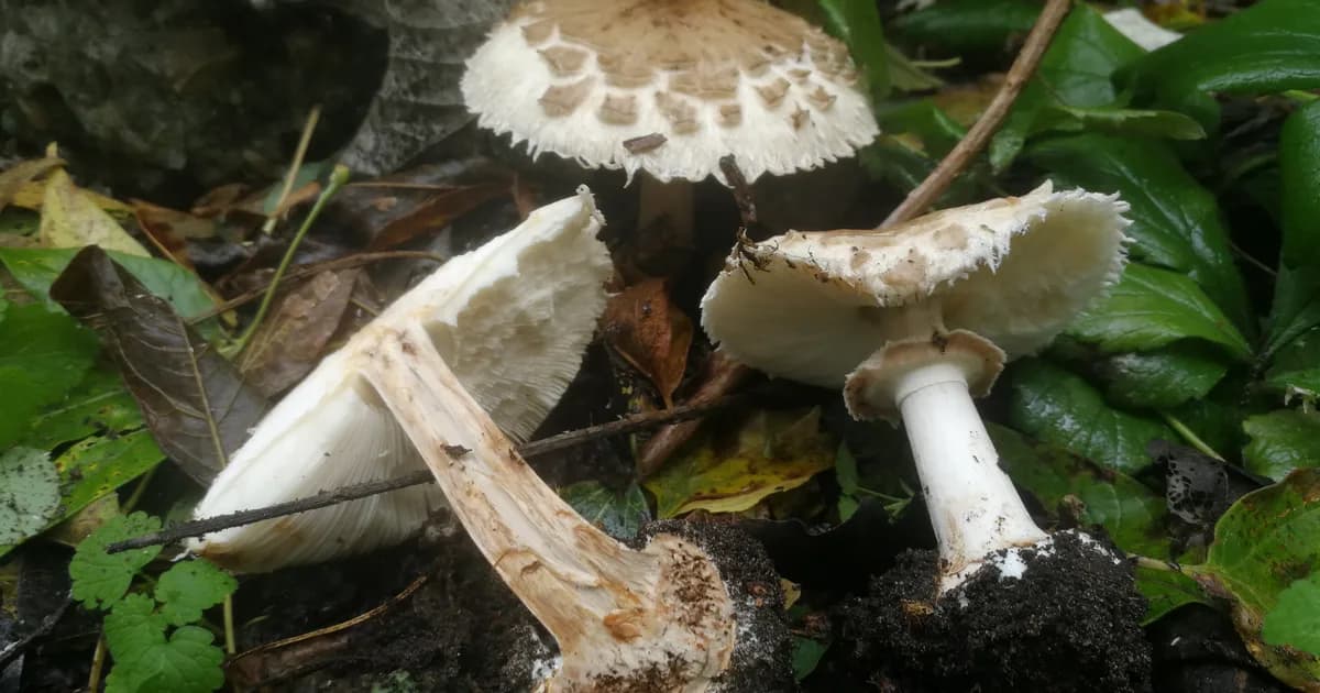 False Parasol (Chlorophyllum brunneum) in Ohio habitat