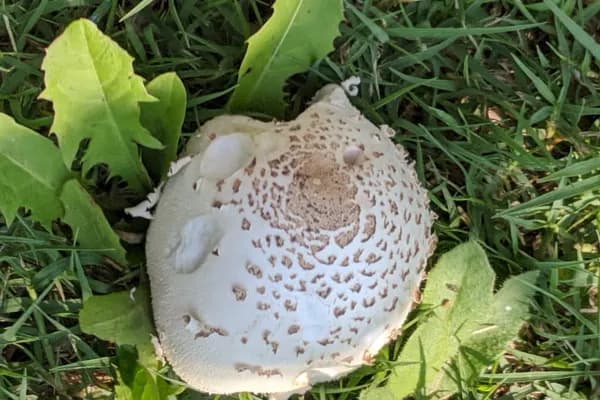 Green-Spored Parasol (Chlorophyllum molybdites) in Louisiana habitat