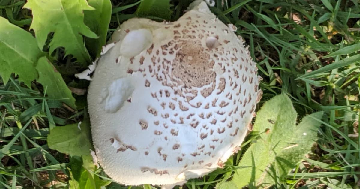 Green-Spored Parasol (Chlorophyllum molybdites) in Florida habitat