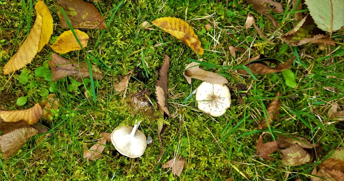 Ivory Funnel (Clitocybe dealbata) in Pennsylvania habitat
