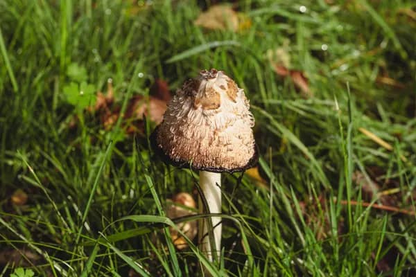 Shaggy Mane (Coprinus comatus) in South Dakota habitat