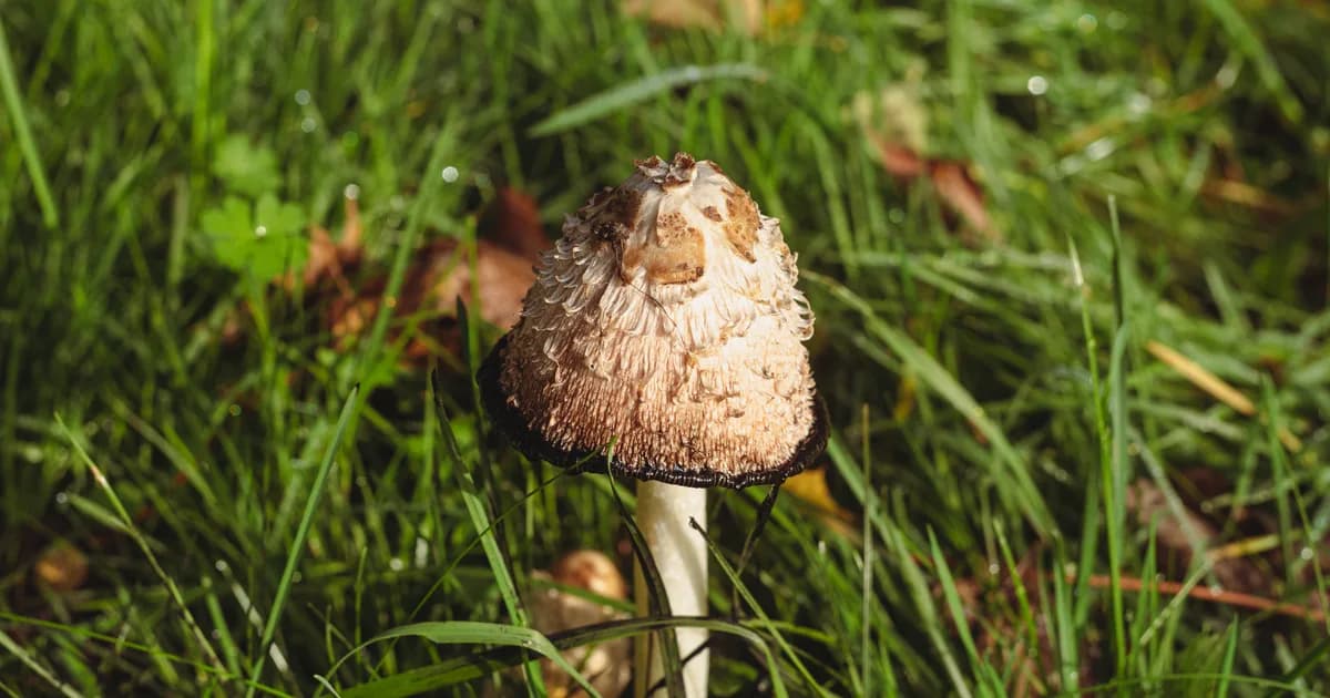 Shaggy Mane (Coprinus comatus) in Nebraska habitat