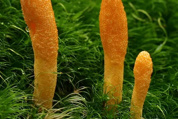 Scarlet Caterpillarclub (Cordyceps militaris) in Maine habitat