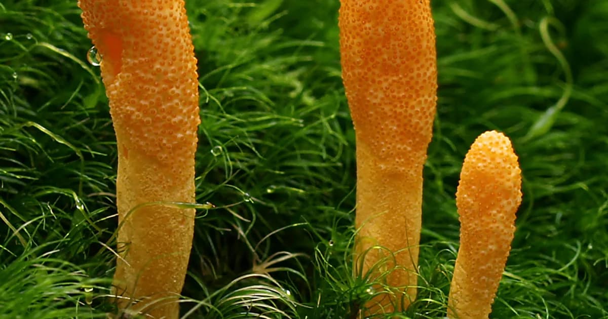 Scarlet Caterpillarclub (Cordyceps militaris) in Massachusetts habitat