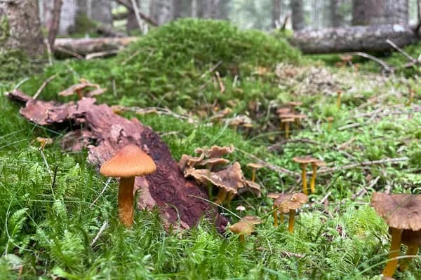 Deadly Webcap (Cortinarius rubellus) in Washington habitat
