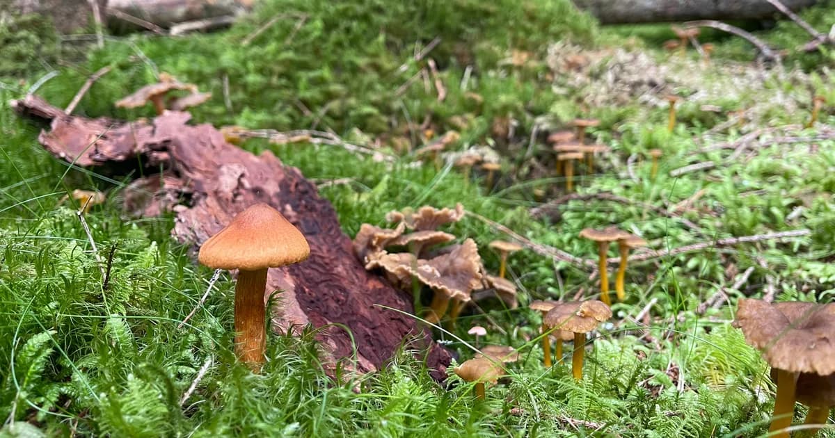 Deadly Webcap (Cortinarius rubellus) in Maine habitat