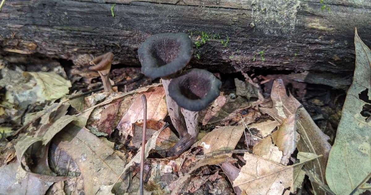 Black Trumpet (Craterellus fallax) in Mississippi habitat