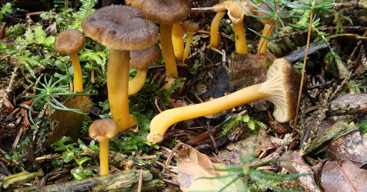 Winter Chanterelle (Craterellus tubaeformis) in Connecticut habitat