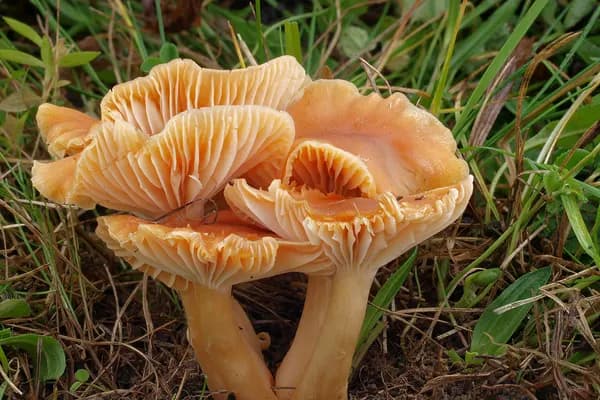 Meadow Waxcap (Cuphophyllus pratensis) in Ohio habitat
