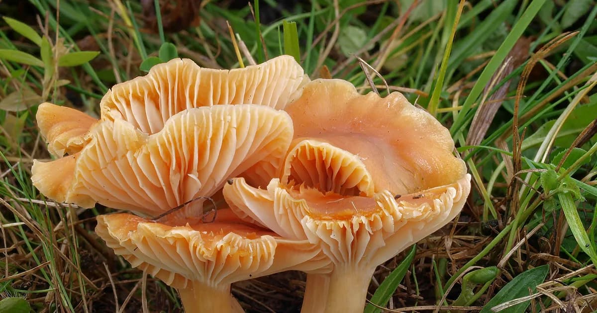 Meadow Waxcap (Cuphophyllus pratensis) in New Jersey habitat