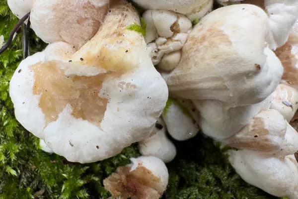Shrimp of the Woods (Entoloma abortivum) in Kentucky habitat