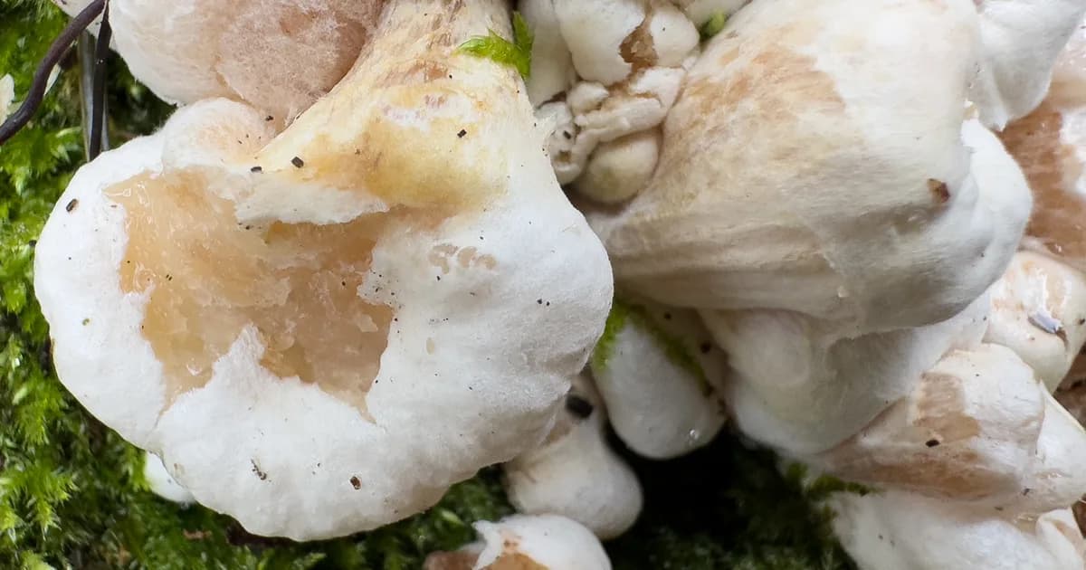 Shrimp of the Woods (Entoloma abortivum) in Ohio habitat