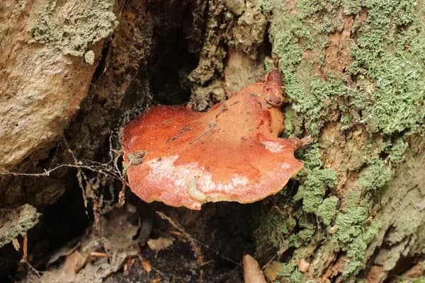 Beefsteak Fungus (Fistulina hepatica) in New York habitat