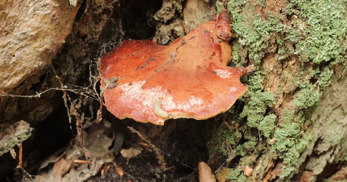 Beefsteak Fungus (Fistulina hepatica) in Alabama habitat