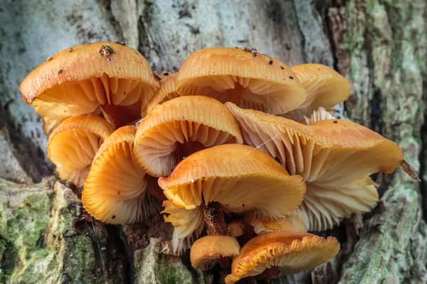 Velvet Foot (Flammulina velutipes) in Tennessee habitat
