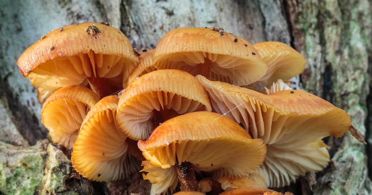 Velvet Foot (Flammulina velutipes) in North Carolina habitat
