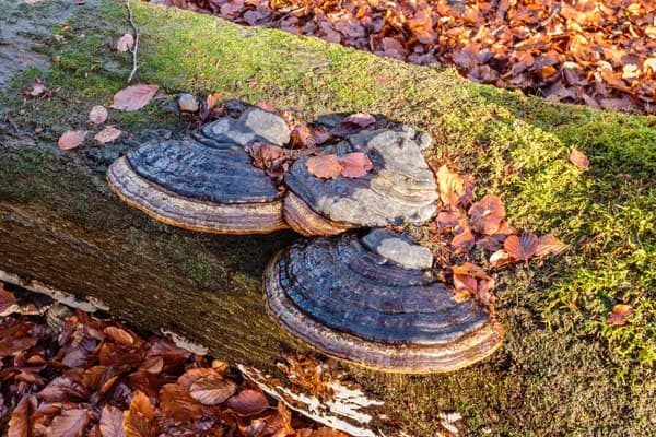 Tinder Polypore (Fomes fomentarius) in Wisconsin habitat