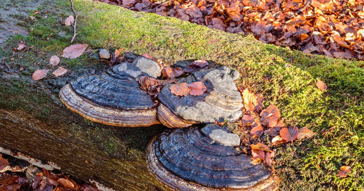 Tinder Polypore (Fomes fomentarius) in Massachusetts habitat