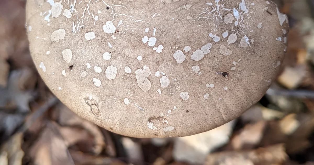 Birch Polypore (Fomitopsis betulina) in New Hampshire habitat