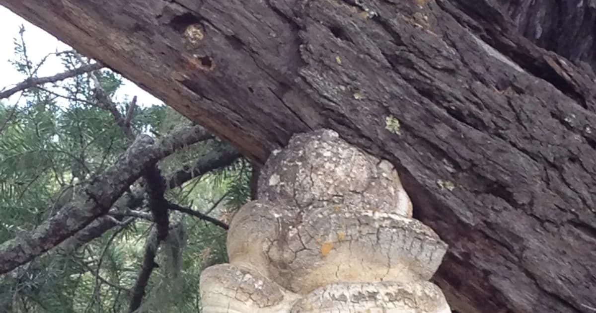 Agarikon (Fomitopsis officinalis) in Oregon habitat
