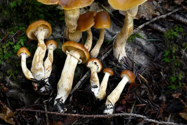 Deadly Galerina (Galerina marginata) in Montana habitat