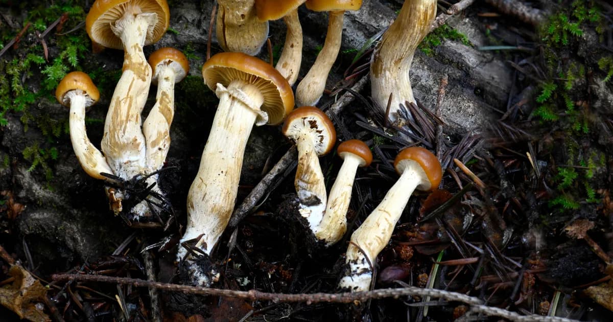 Deadly Galerina (Galerina marginata) in Washington habitat