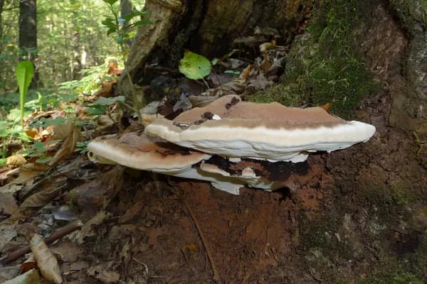 Artist's Conk (Ganoderma applanatum) in North Carolina habitat