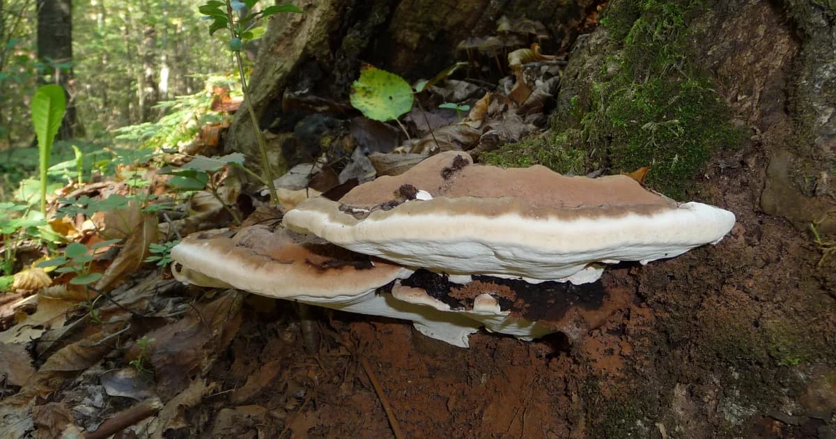 Artist's Conk (Ganoderma applanatum) in Mississippi habitat