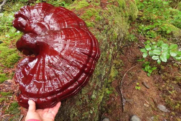 Western Reishi (Ganoderma oregonense) in Oregon habitat