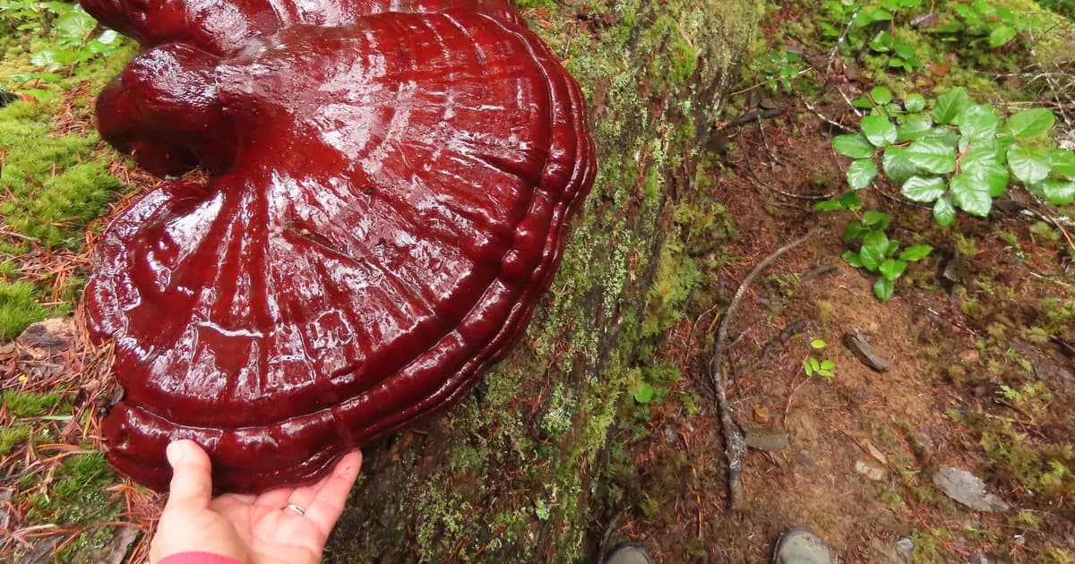 Western Reishi (Ganoderma oregonense) in California habitat