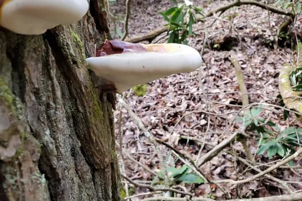 Hemlock Varnish Shelf (Ganoderma tsugae) in Connecticut habitat