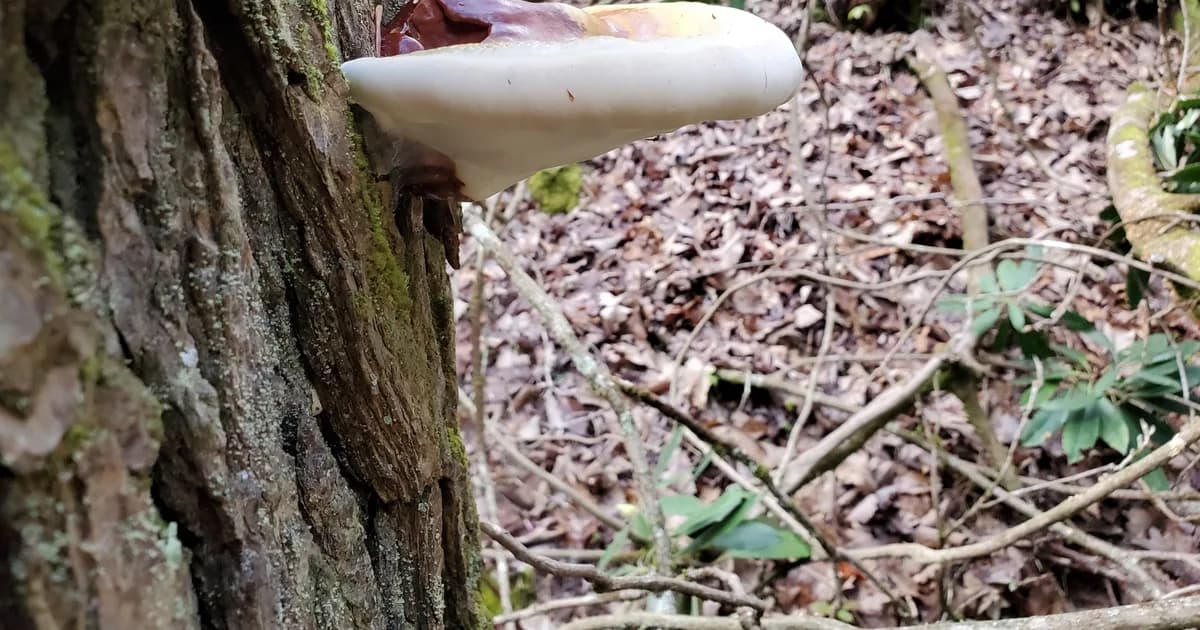 Hemlock Varnish Shelf (Ganoderma tsugae) in Maine habitat