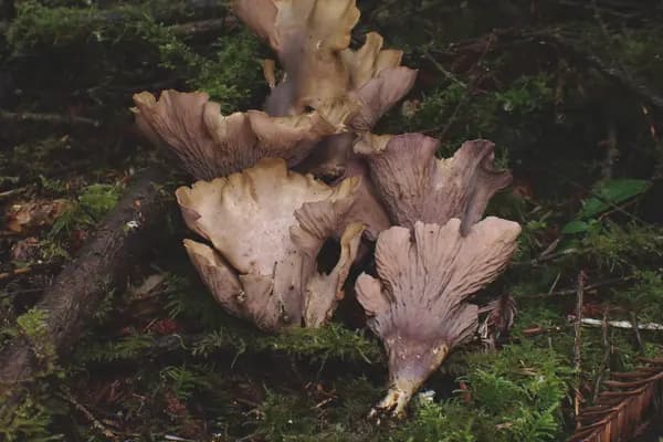 Pig's Ear (Gomphus clavatus) in Wyoming habitat