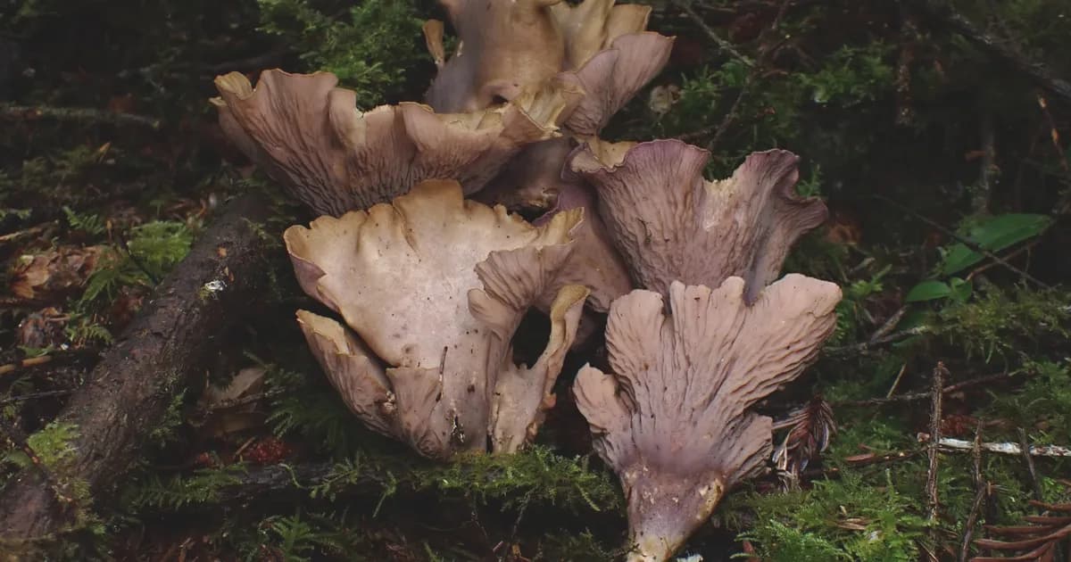 Pig's Ear (Gomphus clavatus) in Wyoming habitat