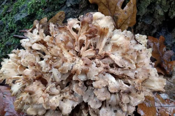 Hen of the Woods (Grifola frondosa) in Kentucky habitat