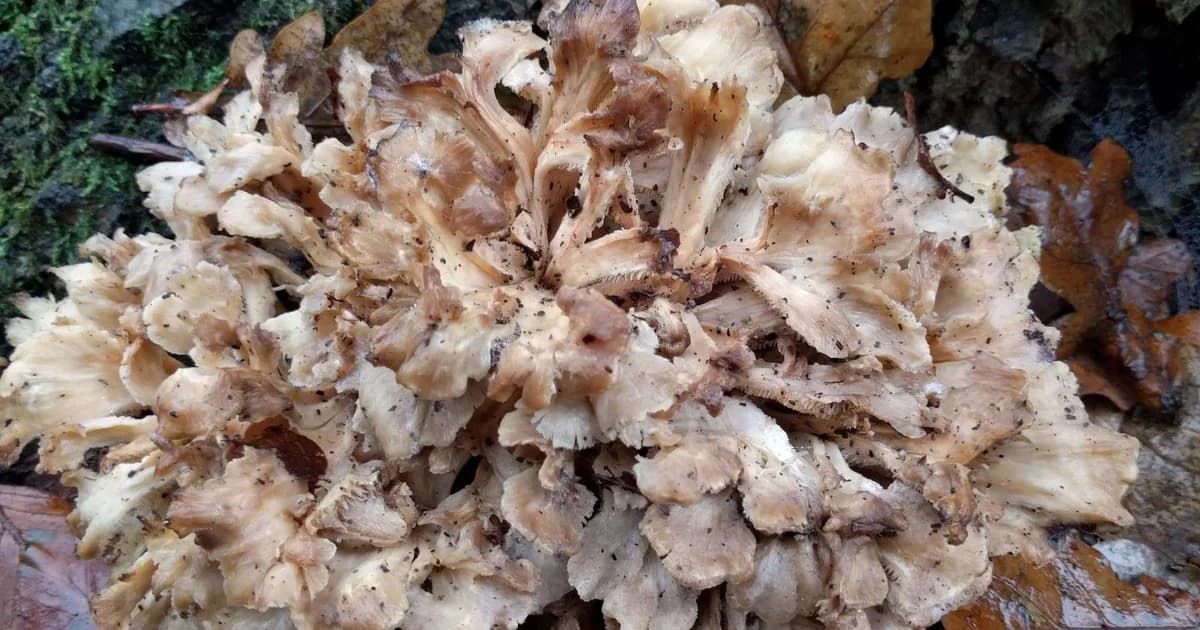 Hen of the Woods (Grifola frondosa) in Delaware habitat