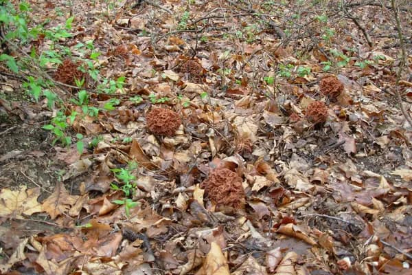Big Red False Morel (Gyromitra caroliniana) in Georgia habitat