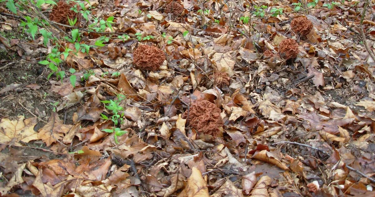 Big Red False Morel (Gyromitra caroliniana) in Alabama habitat