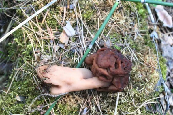 False Morel (Gyromitra esculenta) in Minnesota habitat