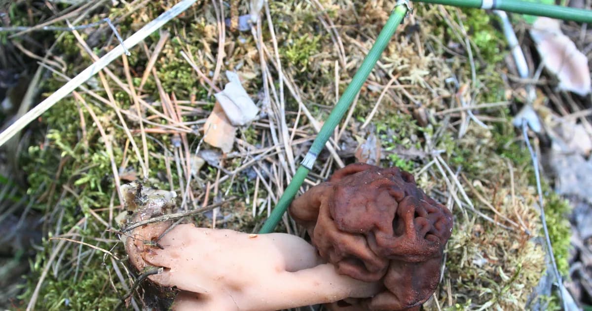 False Morel (Gyromitra esculenta) in Michigan habitat