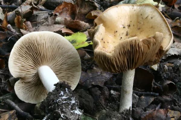 Poison Pie (Hebeloma crustuliniforme) in Connecticut habitat