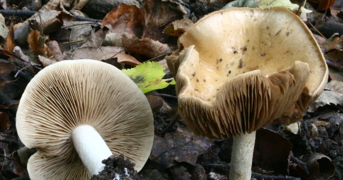 Poison Pie (Hebeloma crustuliniforme) in Idaho habitat