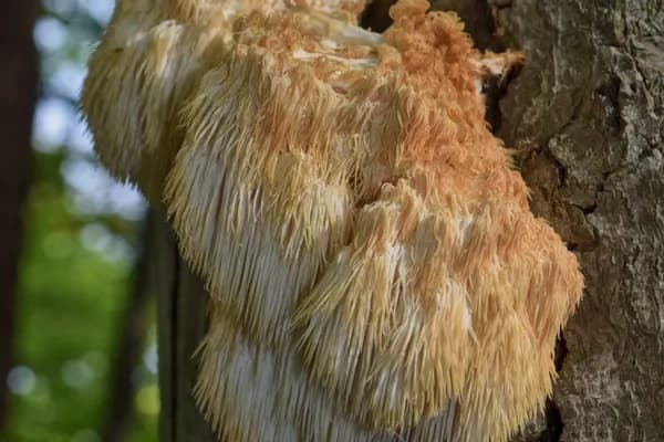 Bear's Head Tooth (Hericium americanum) in Michigan habitat