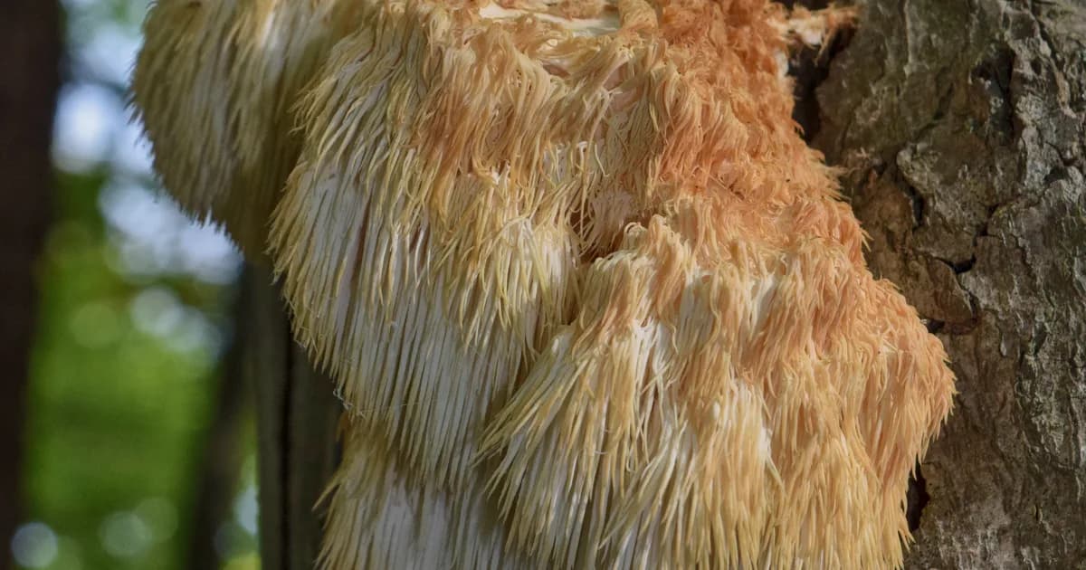 Bear's Head Tooth (Hericium americanum) in North Carolina habitat