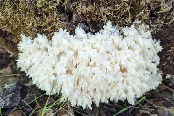 Coral Tooth (Hericium coralloides) in Wisconsin habitat
