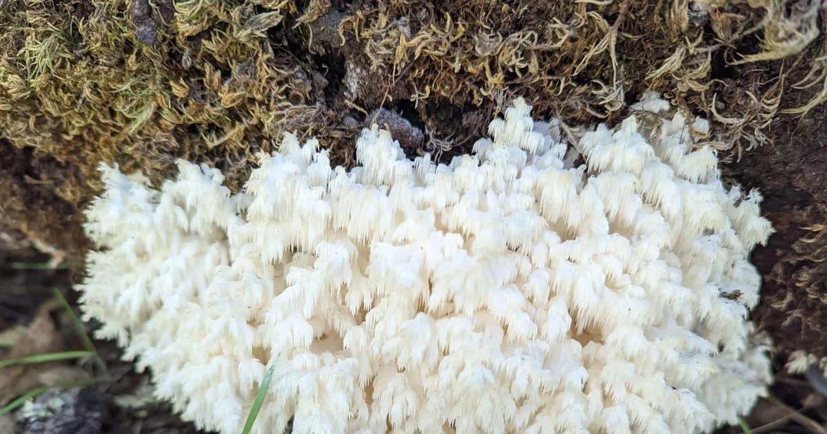 Coral Tooth (Hericium coralloides) in Michigan habitat