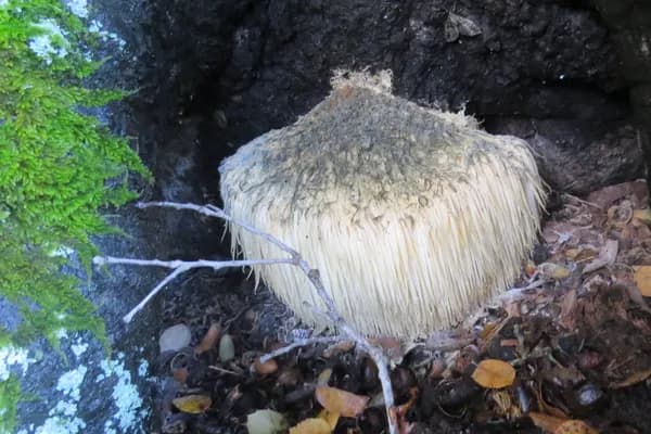 Lion's Mane (Hericium erinaceus) in Indiana habitat