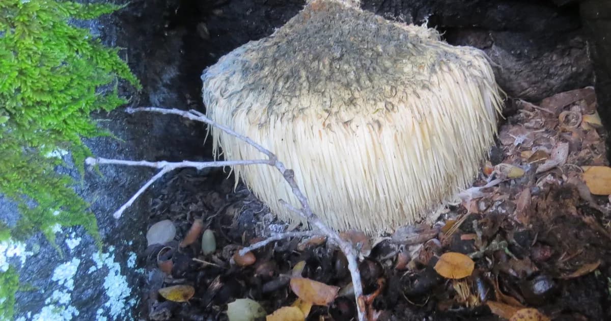 Lion's Mane (Hericium erinaceus) in Maine habitat