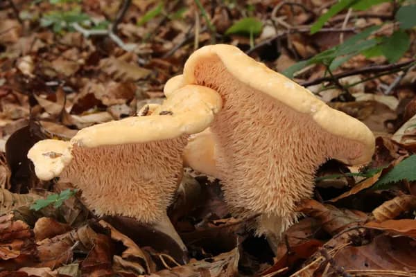 Hedgehog Mushroom (Hydnum repandum) in Michigan habitat
