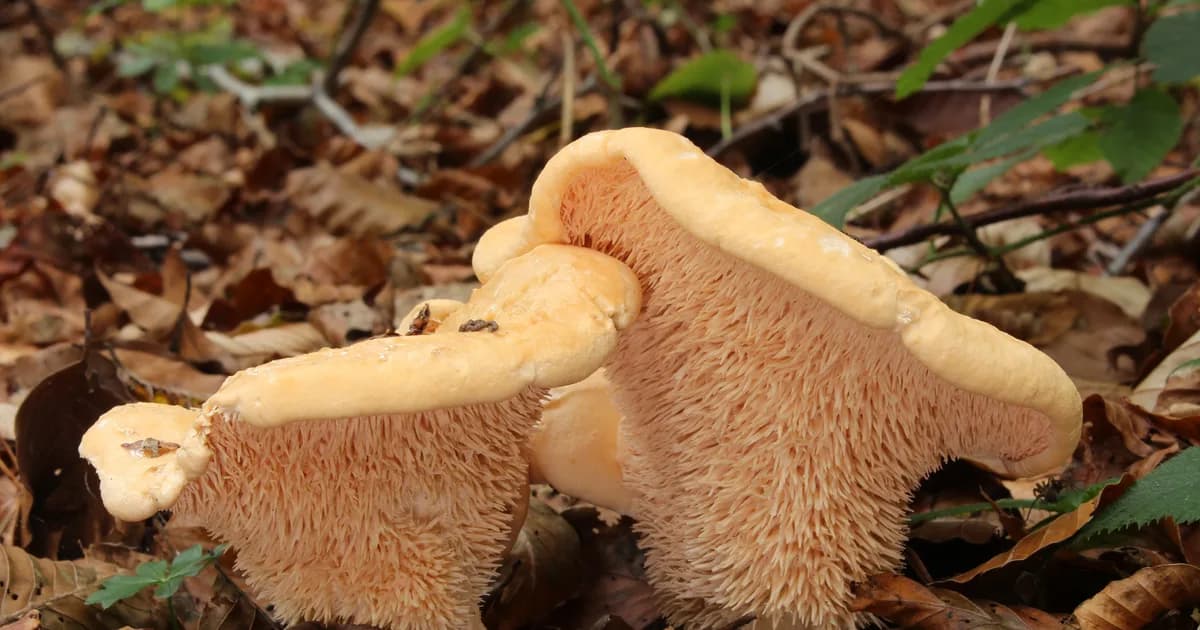 Hedgehog Mushroom (Hydnum repandum) in Oregon habitat